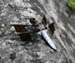 acadiadragonfly1