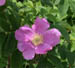 acadiaflower1