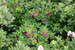 acadiawildflower1