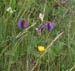 acadiawildflower3