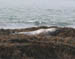 grayseal2