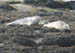 harborseals8