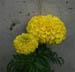 hotelflower1