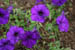 hotelflower3