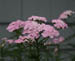 hotelflower5