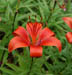 hotelflower7