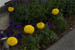 hotelflowers0830