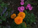 hotelflowers0833