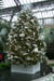 longwoodchristmas2012_0832