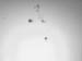 sunspot 1 19 June 01